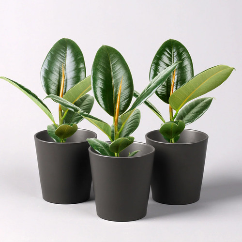 Gummibaum robusta in topf - 'robusta',