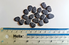 Kleine kambrische Elrathia