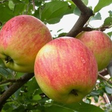 Apfelbaum Cox Orange -