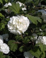 Gefüllter Schneeball Roseum -