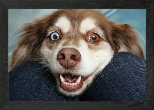 Heterochromie hund nahaufnahme - heterochromie,