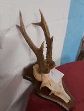 Hirschgeweih / Rehbockgehörn