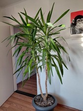 Yucca Palme