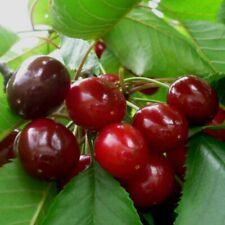 Sunburst selbstfruchtbare Süßkirsche Kirschbaum Zwergbaum Buschbaum Halbstamm