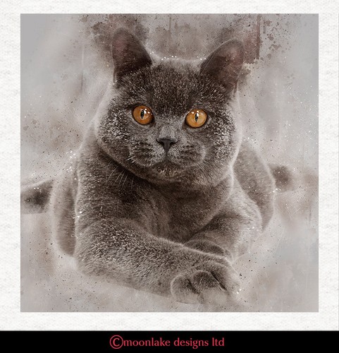 Katze britisch blau - -, kurzhaar