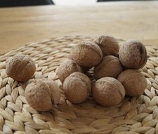 Kompakt wachsender Walnussbaum `Lara´, Juglans regia, 100-125cm im 10L-Topf