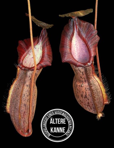 Nepenthes spathulata - , x
