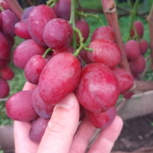 Weinrebe weintraube - weinrebe,