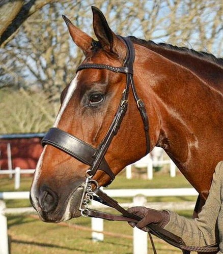 Fss anatomischer hunter - hunter, trense