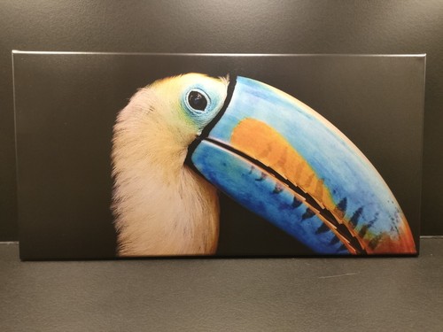 Leinwand bild tukan vogel - ,