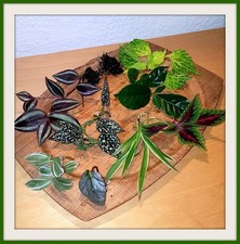 10 Zimmerpflanzen- Ableger