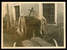 Mondsee 1941 - Kühe von