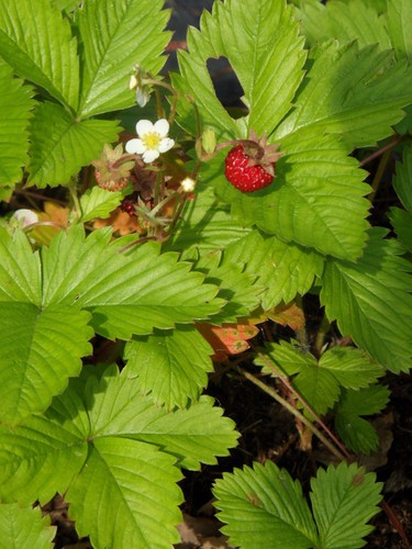 Fragaria vesca verbesserte - fragaria,