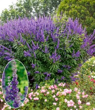 BALDUR-Garten Mönchspfeffer 'Queen Bee®',1 Pflanze