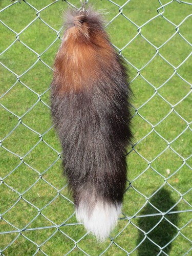 Echter tierschwanz - echter,