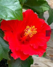 Hibiskus XXL rot