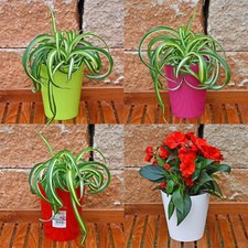 Blumentopf 4 Farben zur Wahl