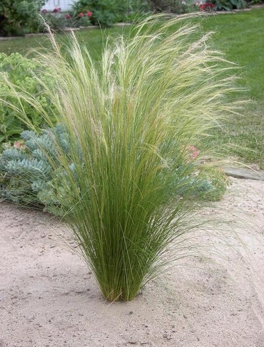 Stipa tenuissima pony - 3,