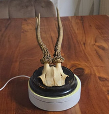 Rehbock Gehörn,Rehgeweih, Trophäe Rehgehörn mit Trophäenbrett 28,5 cm. 1936-1943