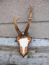 abnormes Rehbock Geweih / echtes Rehgeweih / abnormes Rehgehörn / Geweih Y