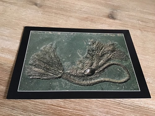 Postkarte museum hauff - postkarte,