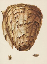 Hornisse (Vespa crabro)