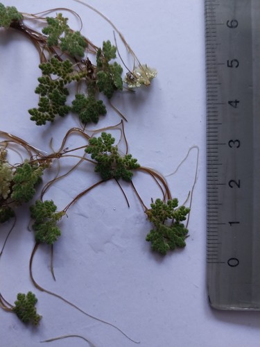 Azolla mexicana kleiner - azolla,