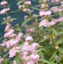 Bartblume Stephi® 40-60cm -