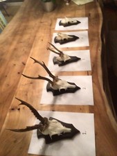 Geweih Gehörn Jagd Trophäe