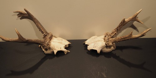 Rehbock ender geweih jagd - ender,