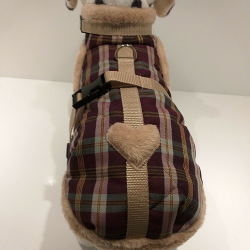 Wintermantel chihuahua welpen - wintermantel,