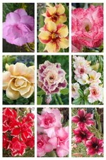 Wüstenrose - adenium obesum -