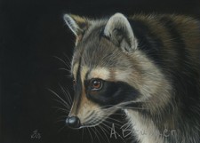 Raccoon Waschbär Wildlife