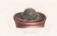 Umbilicus Spinosus Orostachys spinosa Sibirien Botanik Houtte Lithographie