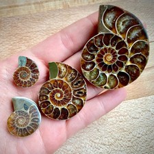 Ammoniten poliert Ø 10 - 50