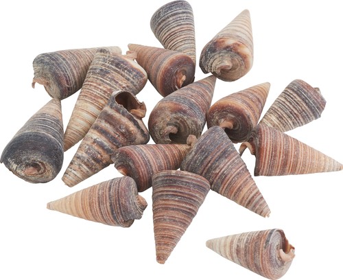 Eurosand telescopium muschel - eurosand,