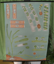 Wandbild Süßwasseralgen