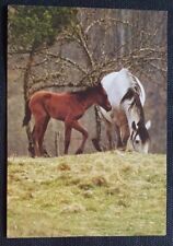 Pferdepostkarte, AK Pferde