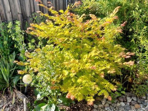 Acer shirasawanum moonrise - shirasawanum, moonrise®