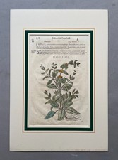 Botanischer Stich, alter