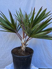 Latania lontaroides, Rote Latanpalme im 30 cm Topf