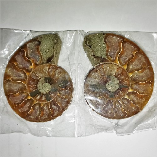 Cleoniceras paar poliert - cleoniceras,