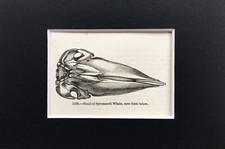 POTTWALSCHÄDEL - WINZIG