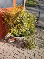 Mistel Mistel Mistelzweig