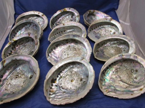 Seeohr abalone muschel - seeohr, ~