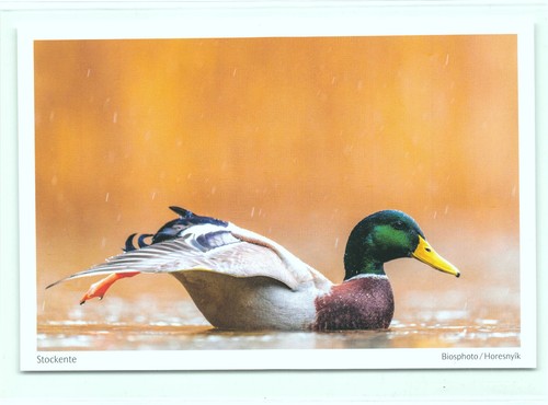 Postkarte stockente ente - 1,