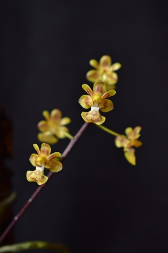 Phalaenopsis chibae orchidee - chibae,