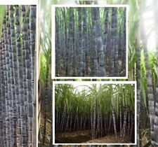 Zuckerrohr Pflanze große Zimmerpalme für das Büro Büropflanze Zuckerersatzstoff