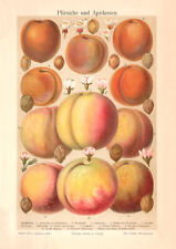 Pfirsiche & Aprikosen