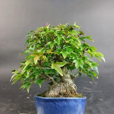 Bonsai - Dreispitzahorn, Acer